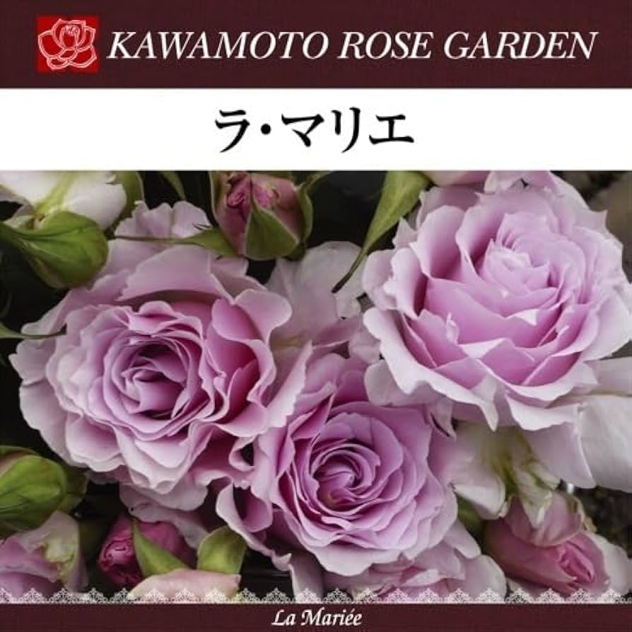 レアバラ苗　　切り花　8号鉢大苗 レアバラ苗 切り花 8号鉢大苗